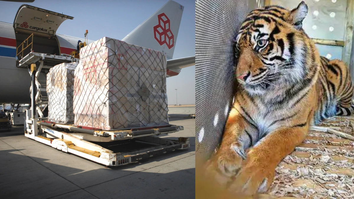 Vantara Animal rescue