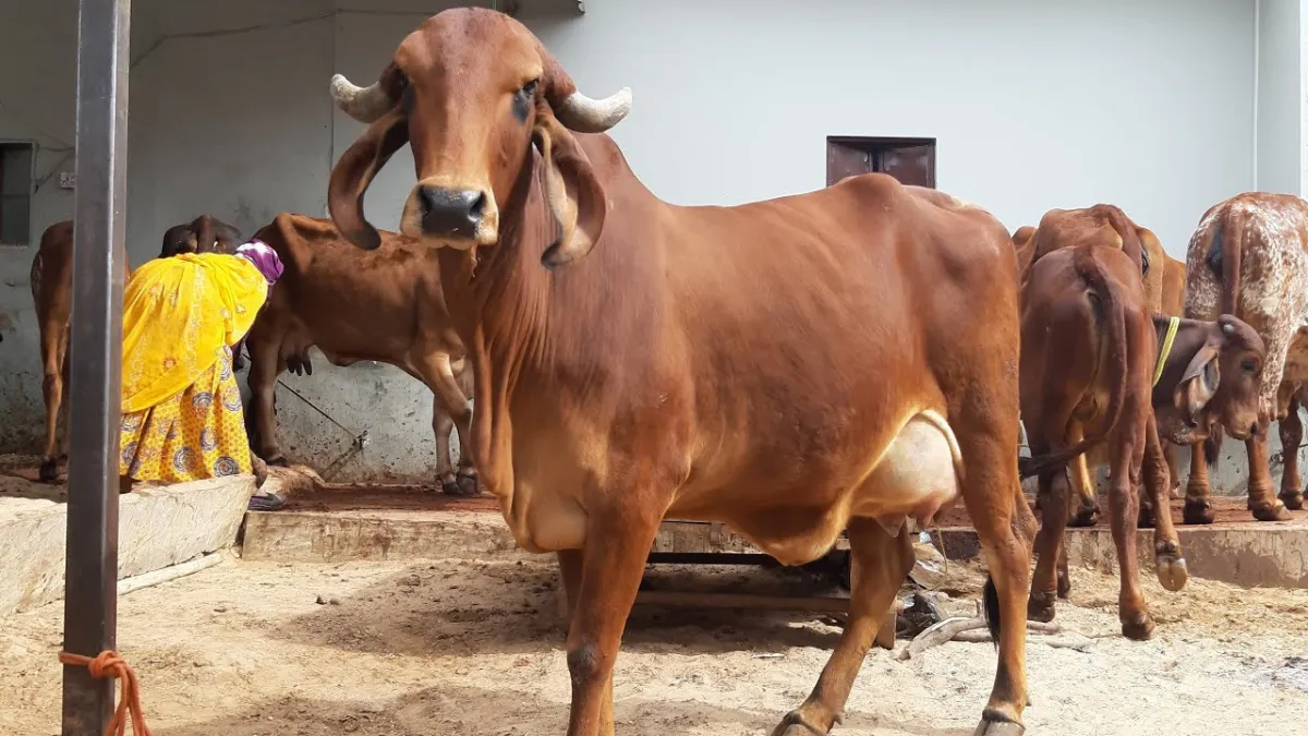 Subsidy for cow Farming