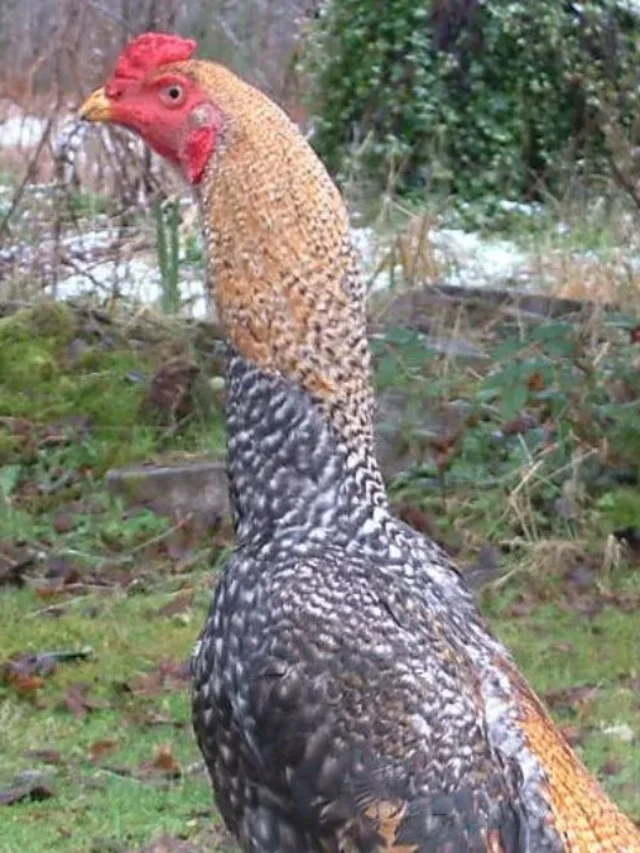 Untitled-design-69-jpg